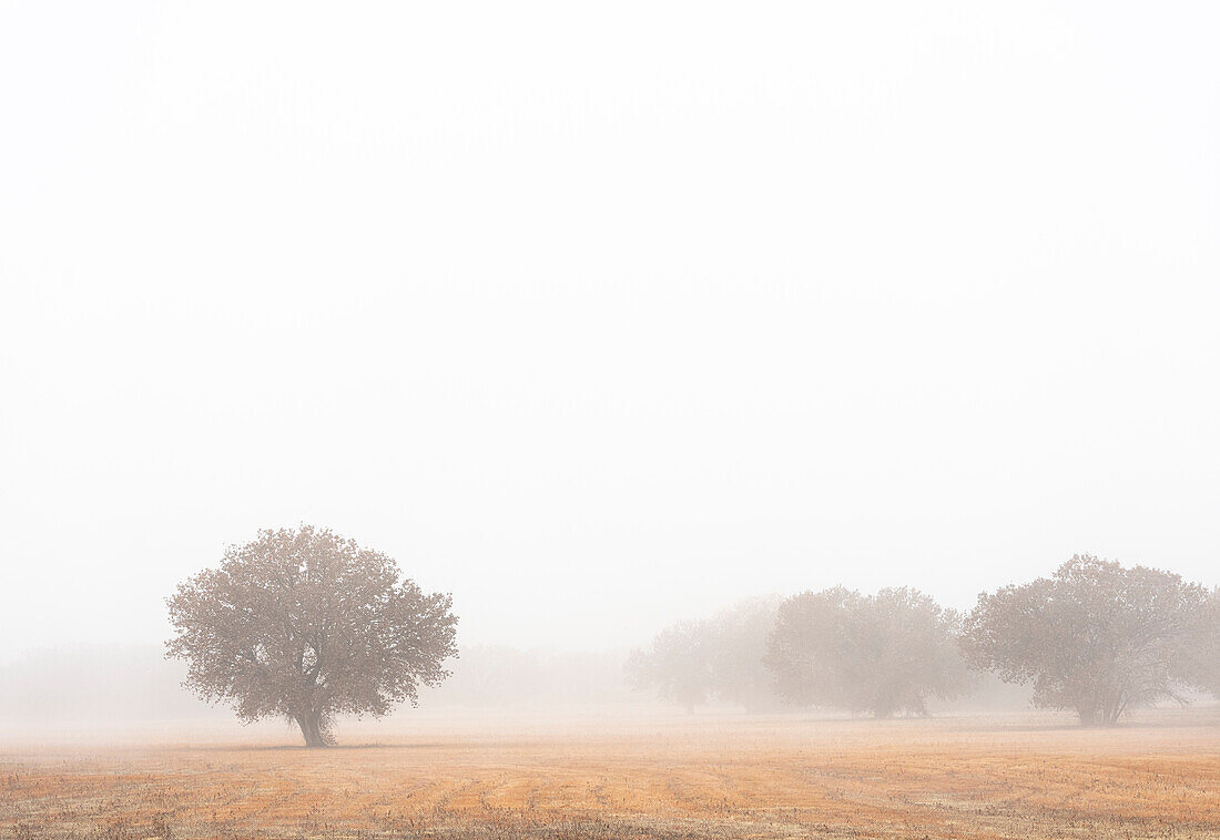 Baum im Nebel, Bosque del Apache National Wildlife Refuge, New Mexico