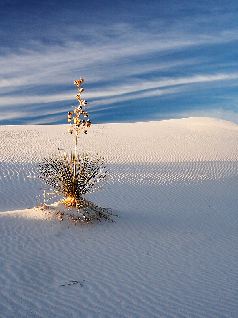 USA, New Mexiko, White Sands National Monument, Sanddünenmuster und Yucca-Pflanzen