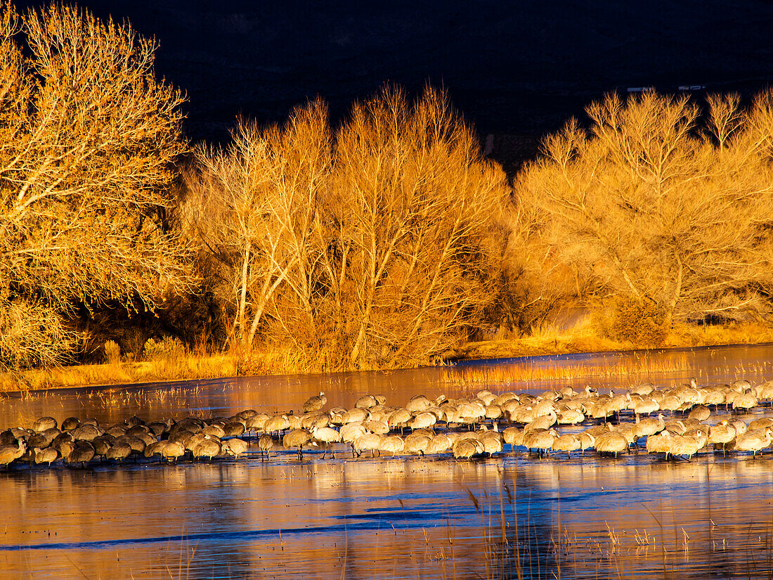 USA, New Mexico, Bosque del Apache National Wildlife Refuge, Sandhügelkraniche (Grus canadensis) in der Morgendämmerung