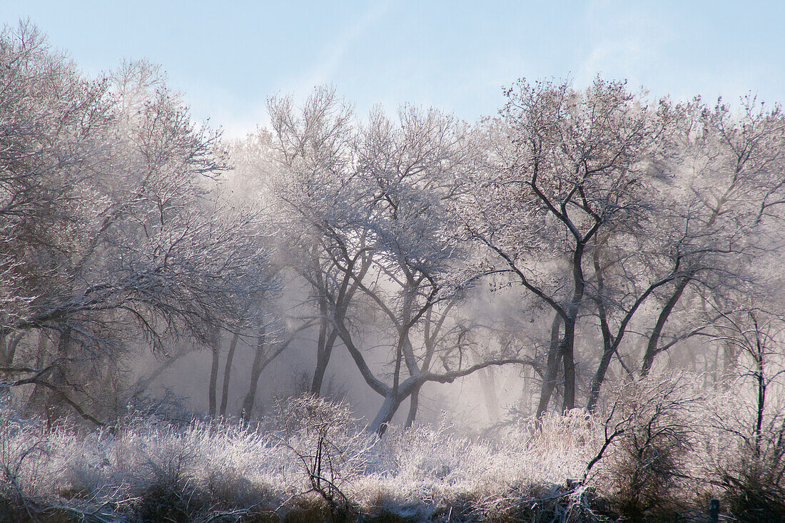 Along the Bosque, New Mexico