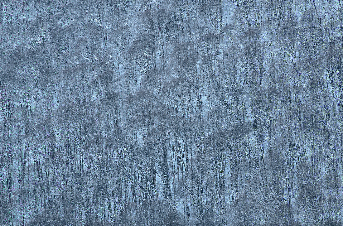 USA, New York State. Hillside of winter trees.