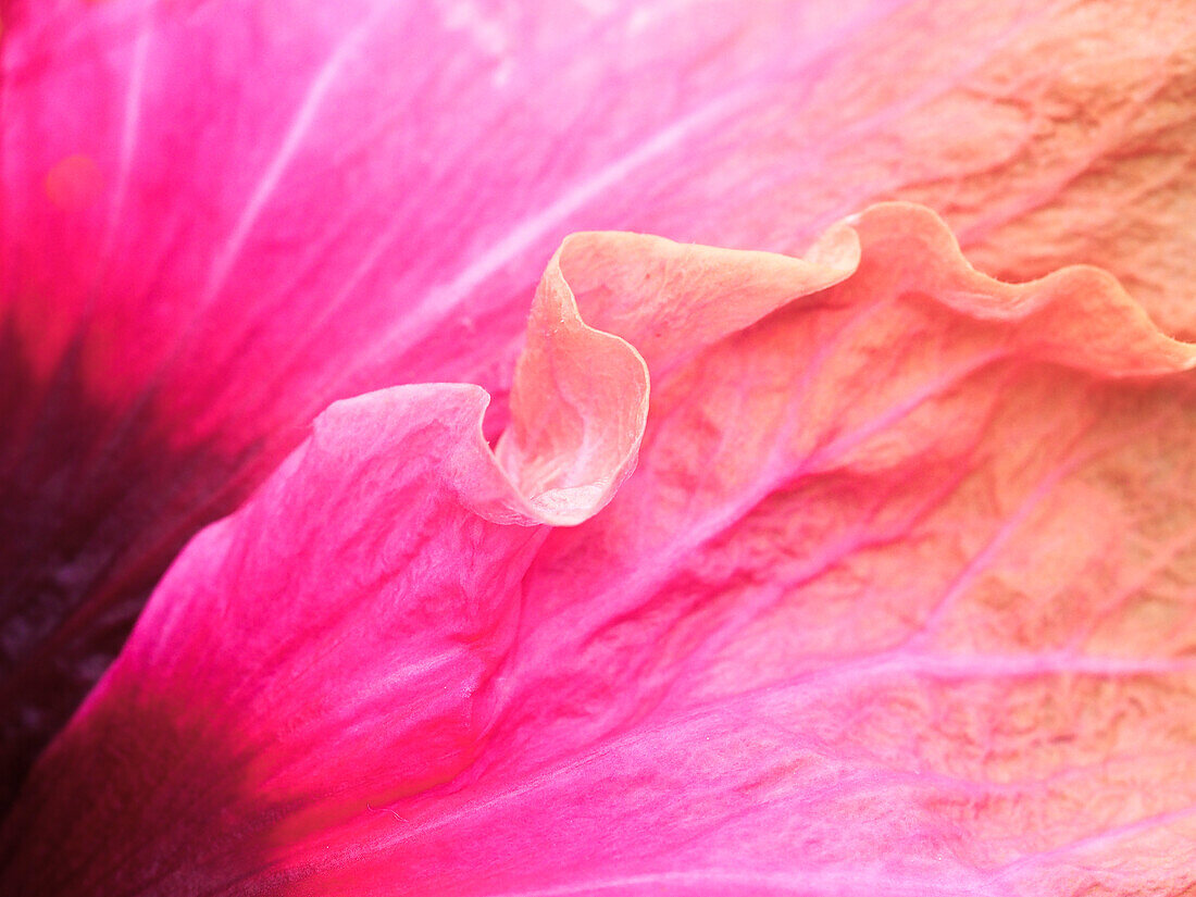 USA, Pennsylvania. Nahaufnahme einer Hibiskusblüte.