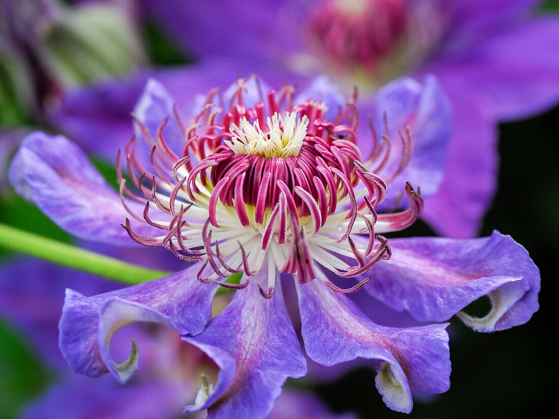 USA, Pennsylvania. Close-up of a clematis blossom.