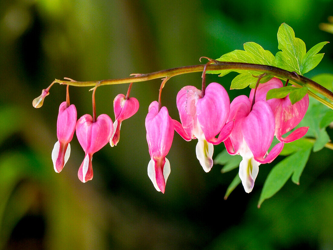 USA, Pennsylvania. Pink bleeding heart blossoms.