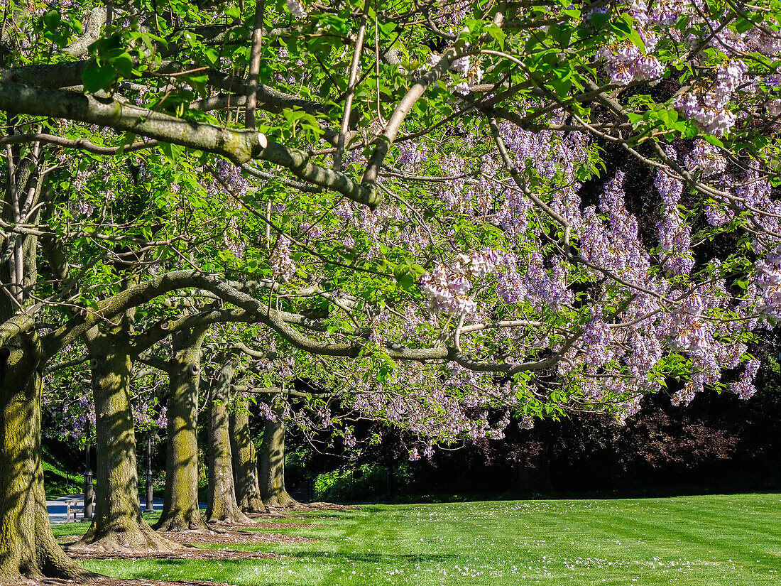 USA, Pennsylvania. The Empress Tree 'Paulownia tomentosa' in full bloom along a garden walkway.