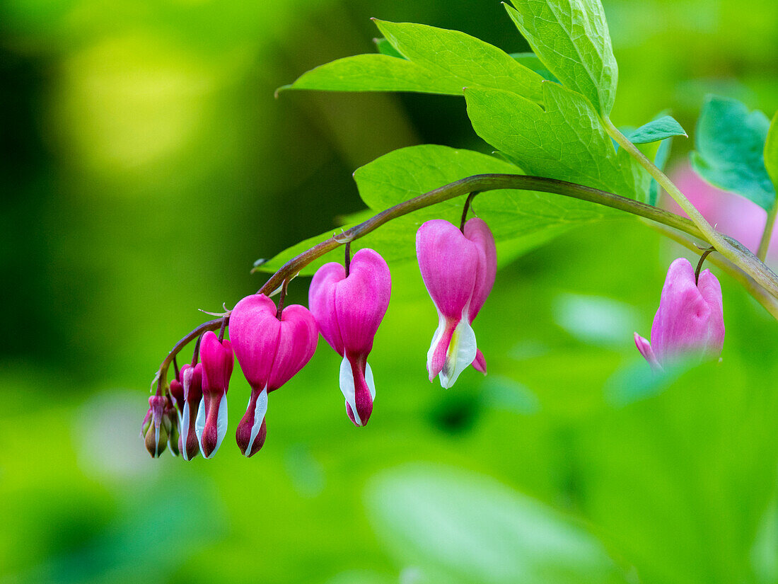 USA, Pennsylvania. Nahaufnahme einer blühenden Herzblume.