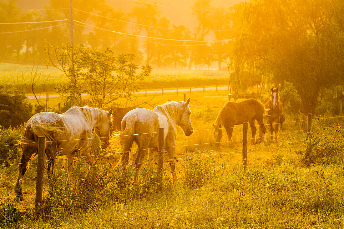 Lancaster County, Pennsylvania. Team of horses walking along a fence