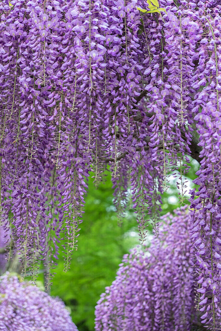 Japanische Glyzinie, Longwood Gardens, Kennett Square, Pennsylvania, USA