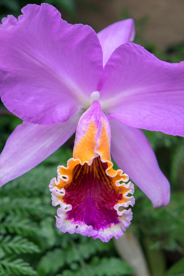 Violette Orchidee, USA