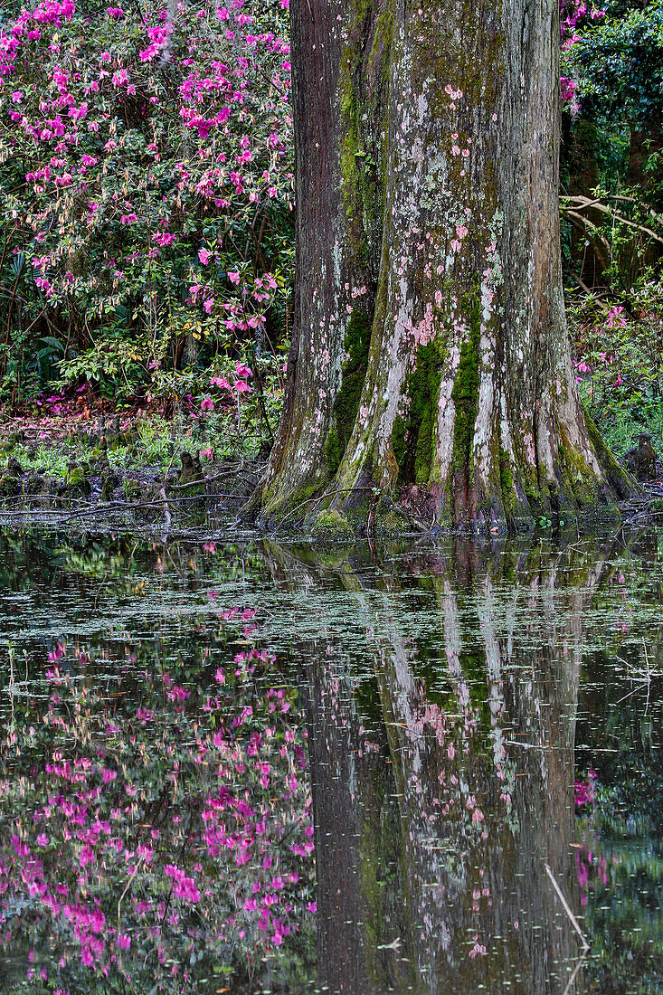 Frühjahrsblüte der Azalee Magnolia Plantation, Charleston, South Carolina.