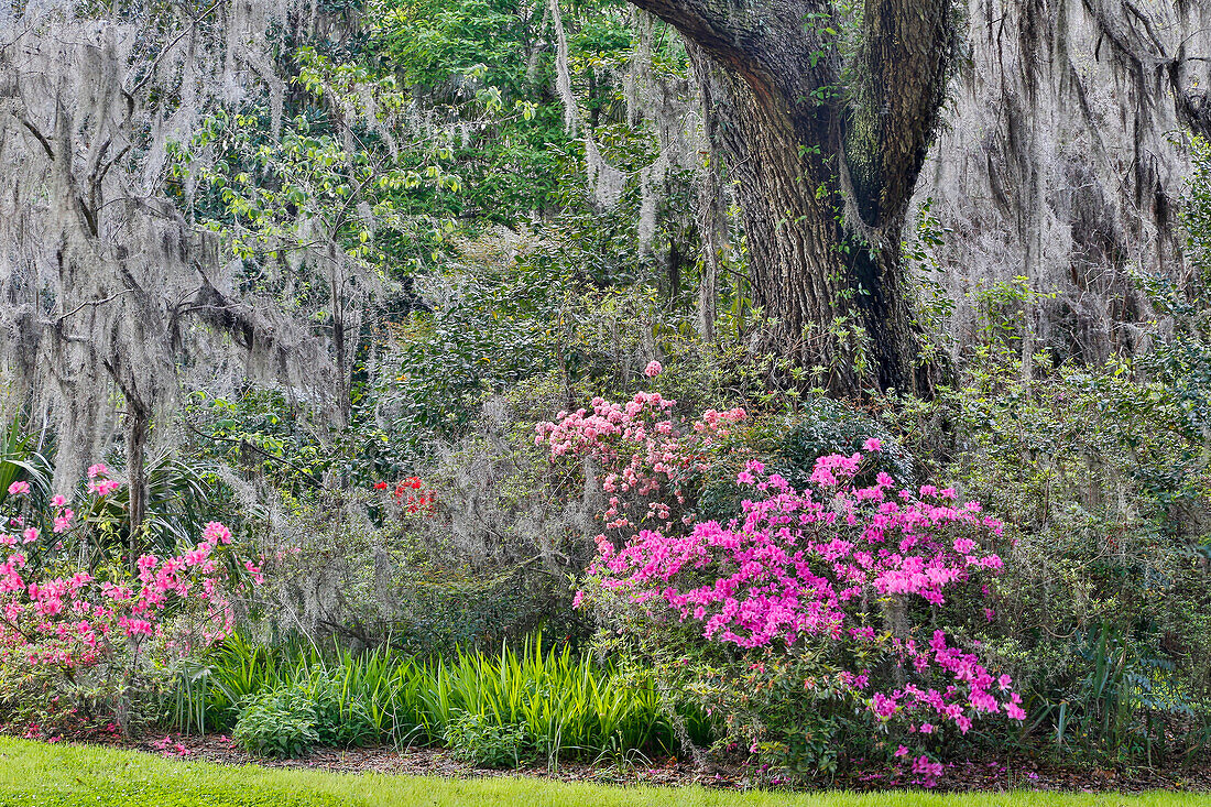 Blühende Frühlingsazaleen Magnolia Plantation, Charleston, South Carolina.