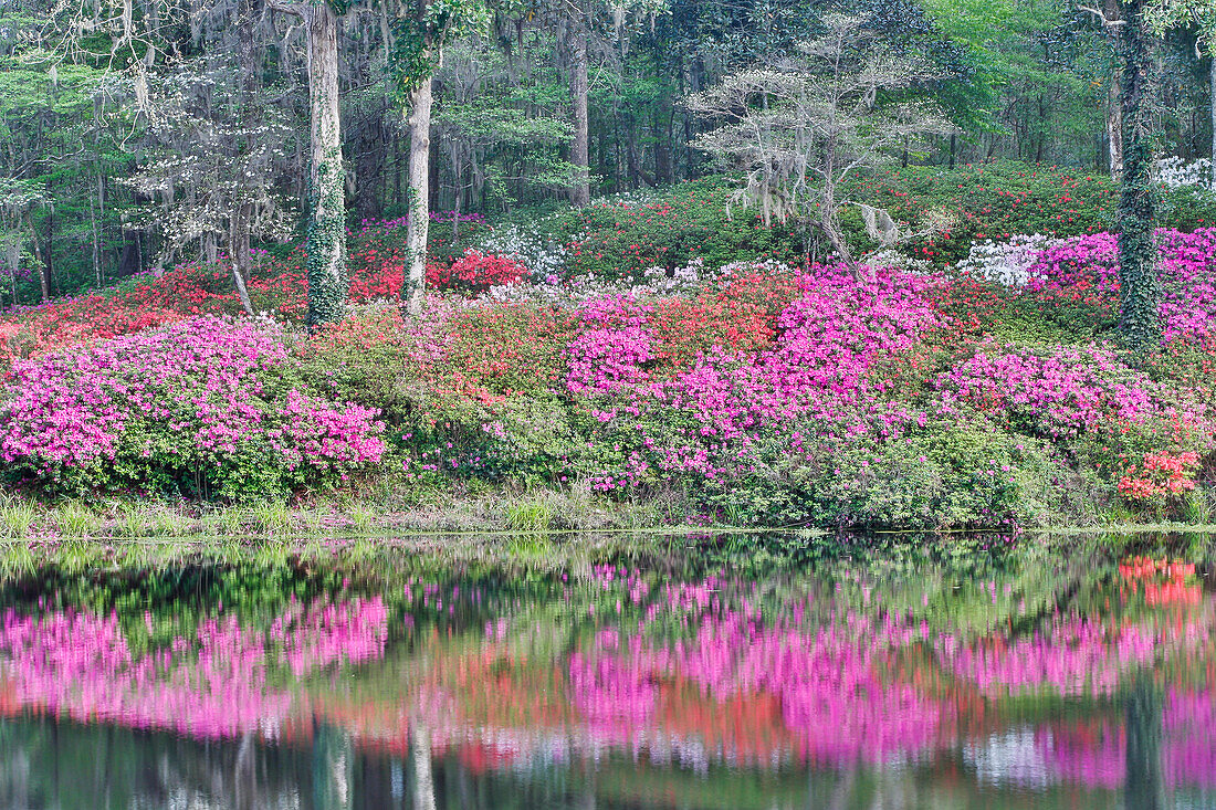 Azaleas in full bloom reflected in calm pond Middleton Place, Charleston, South Carolina