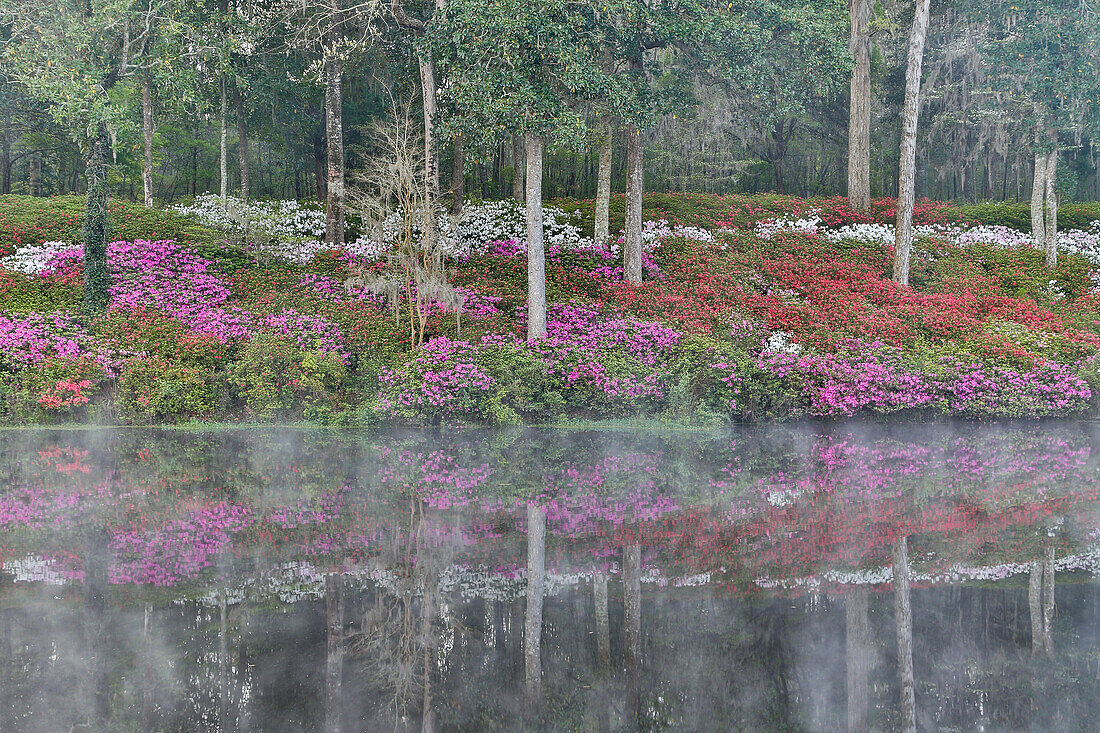Azaleen in voller Blüte, die sich in einem ruhigen Teich spiegeln Middleton Place, Charleston, South Carolina