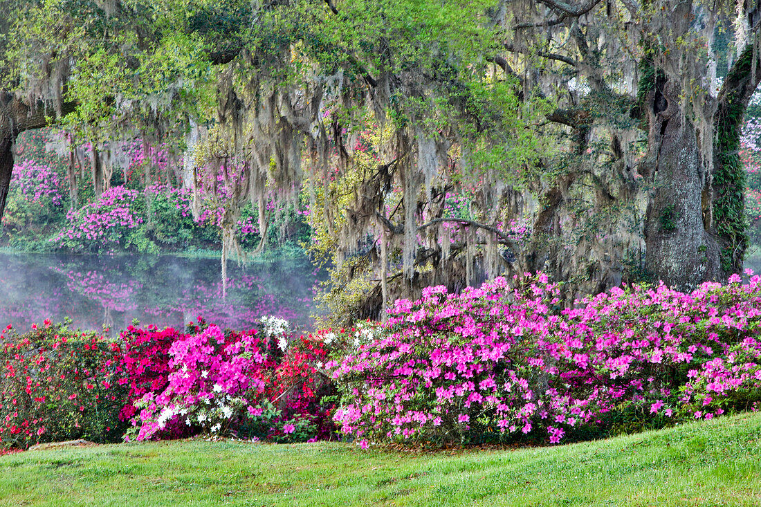 USA, South Carolina, Charleston, The Inn at Middleton Place, Ruhe zwischen den Blumen