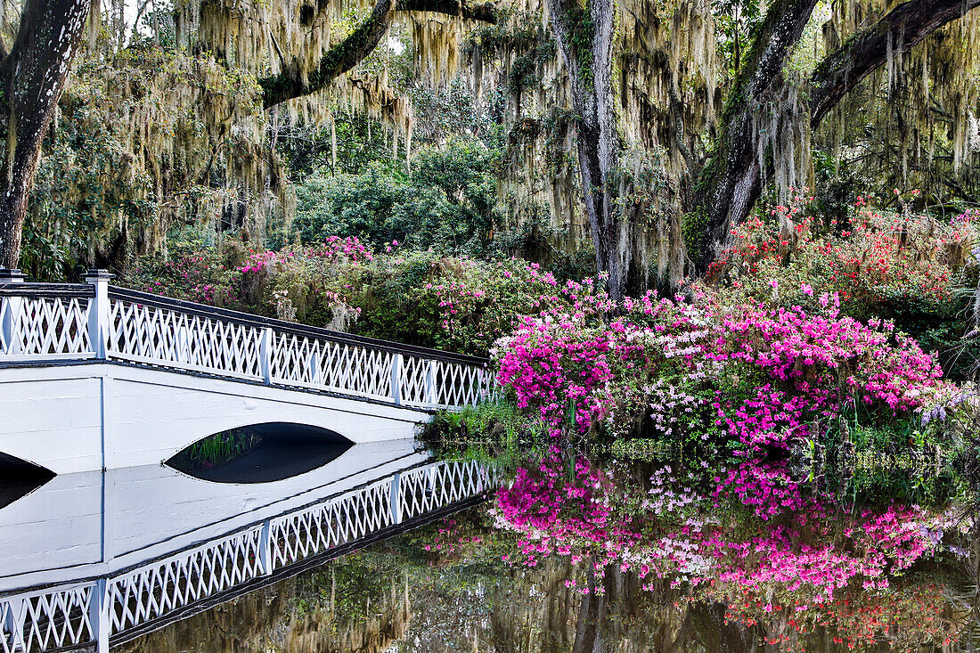 USA, North Carolina. Magnolia Plantation, weiße Brücke mit Azaleen und moosbewachsenem Baum