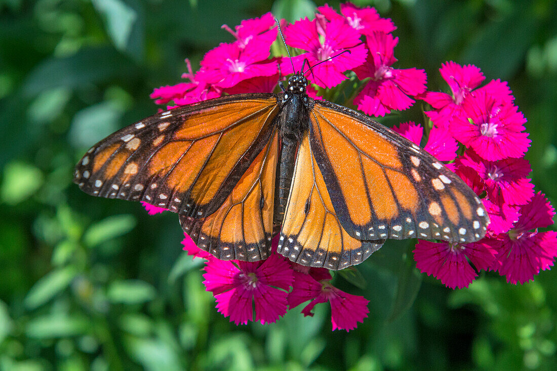 Monarch butterfly, pink Dianthus, garden, USA