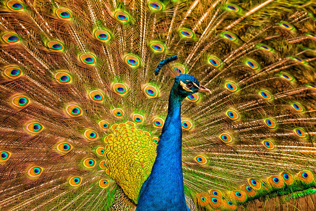 USA, South Carolina, Charleston, Male peacock strutting in breeding plumage.
