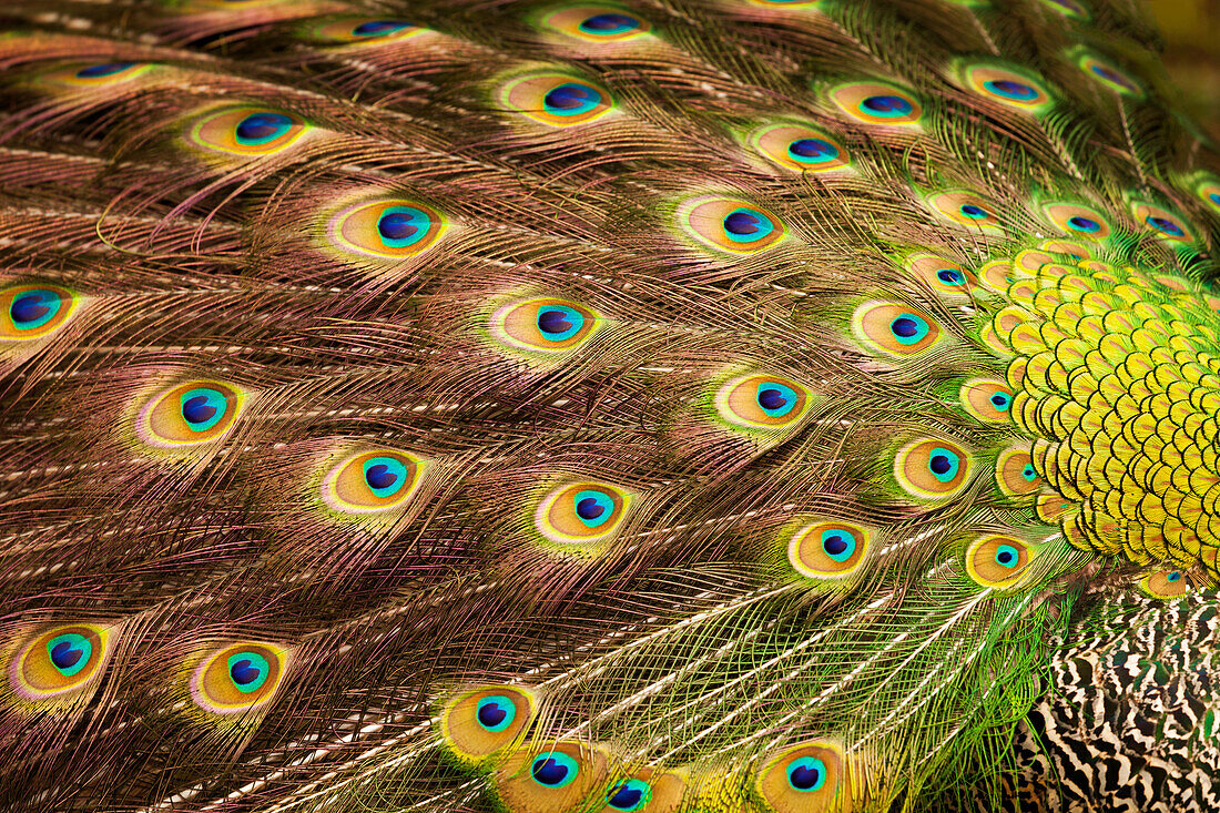 USA, South Carolina, Charleston, Peacock feathers during breeding season.