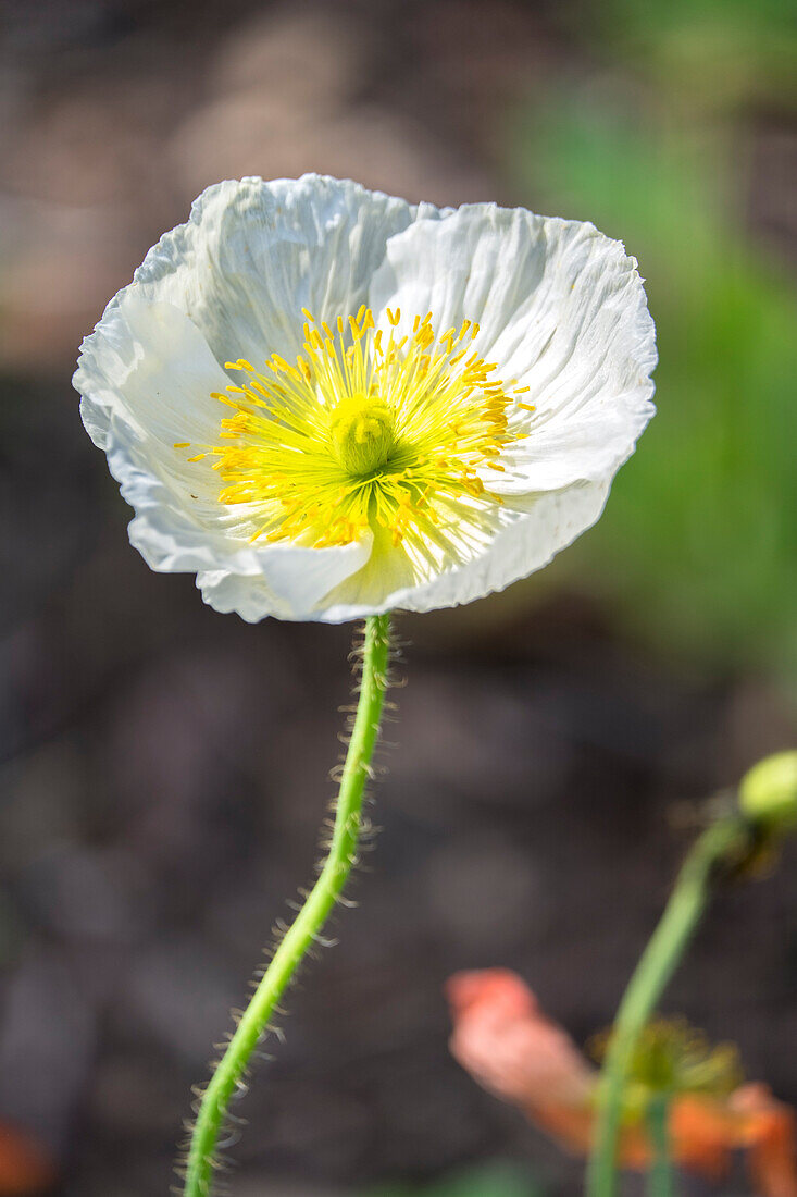 Weißer Mohn, Garten, USA