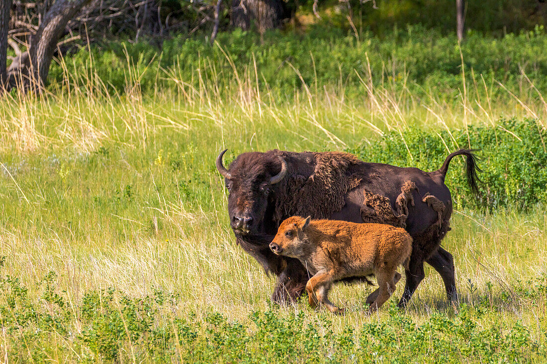 Bisonherde mit Kälbern im Custer State Park, South Dakota, USA (Großes Format verfügbar)