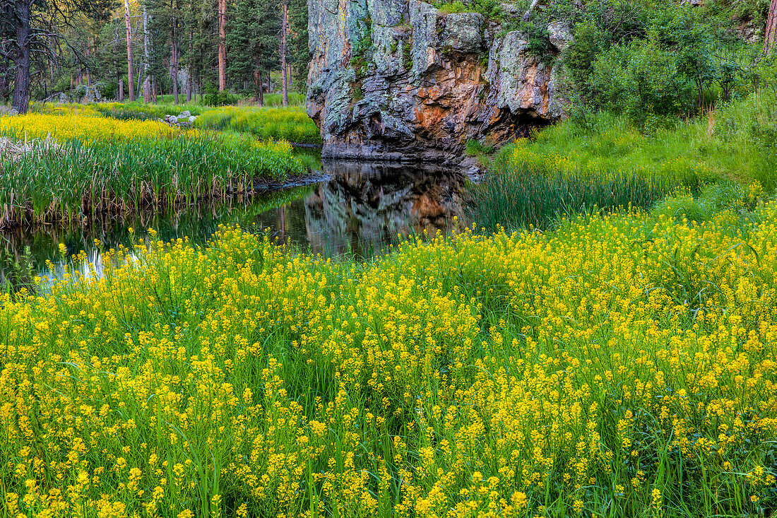 Sweet clover along French Creek in the Black Hills of Custer State Park, South Dakota, USA (Large format sizes available)