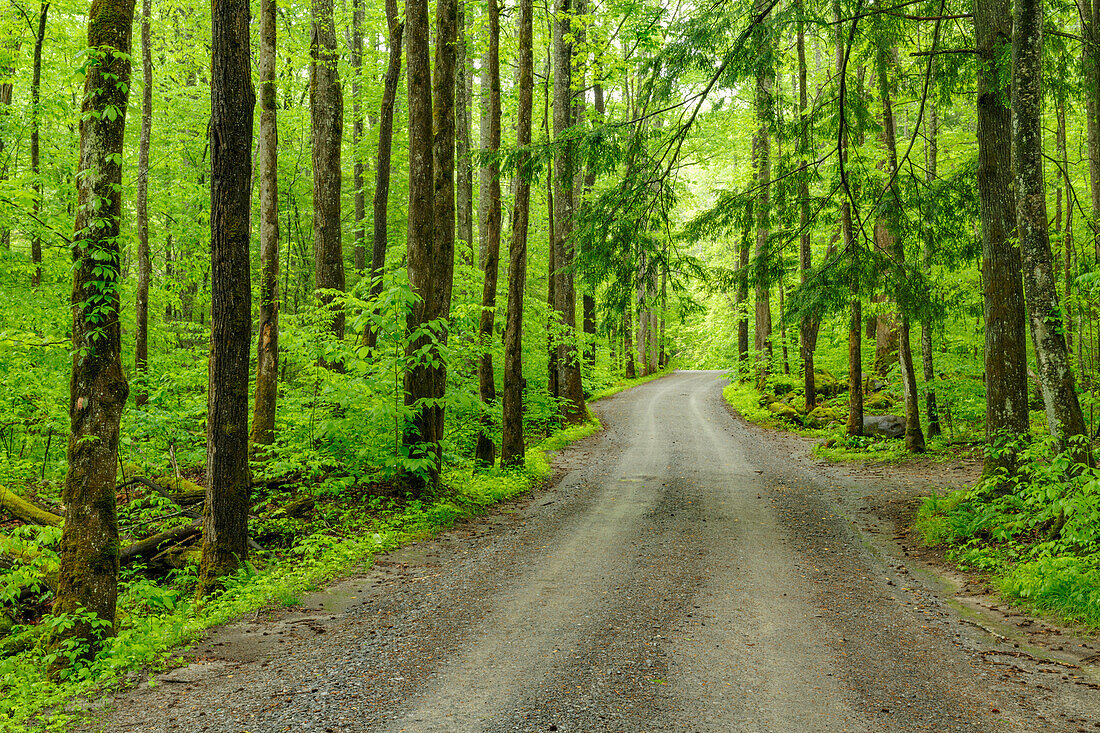 Upper Tremont Road im Frühling, Great-Smoky-Mountains-Nationalpark, Tennessee