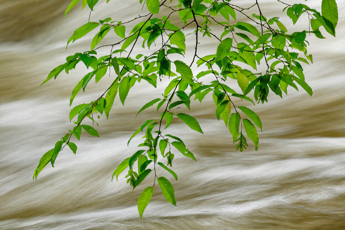 Overhanging maple tree branches in spring, Middle Prong, Great Smoky Mountains National Park, Tennessee