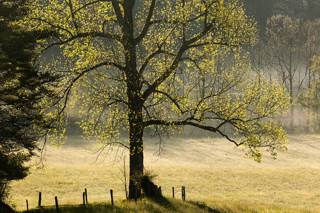 Baum im Gegenlicht bei Sonnenaufgang, Cades Cove, Cades Cove, Smoky Mountains-Nationalpark, Tennessee