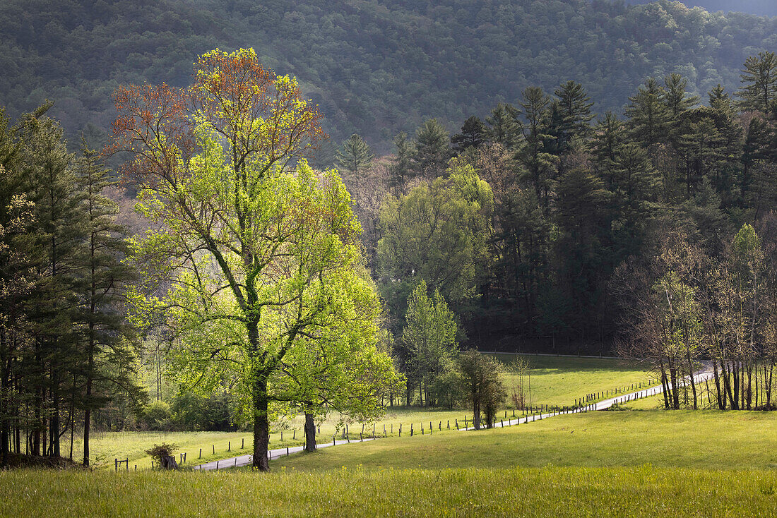 Schleifenstraße durch Cades Cove, vorbei an Bäumen im Frühlingslaub, Great Smoky Mountains National Park, Tennessee