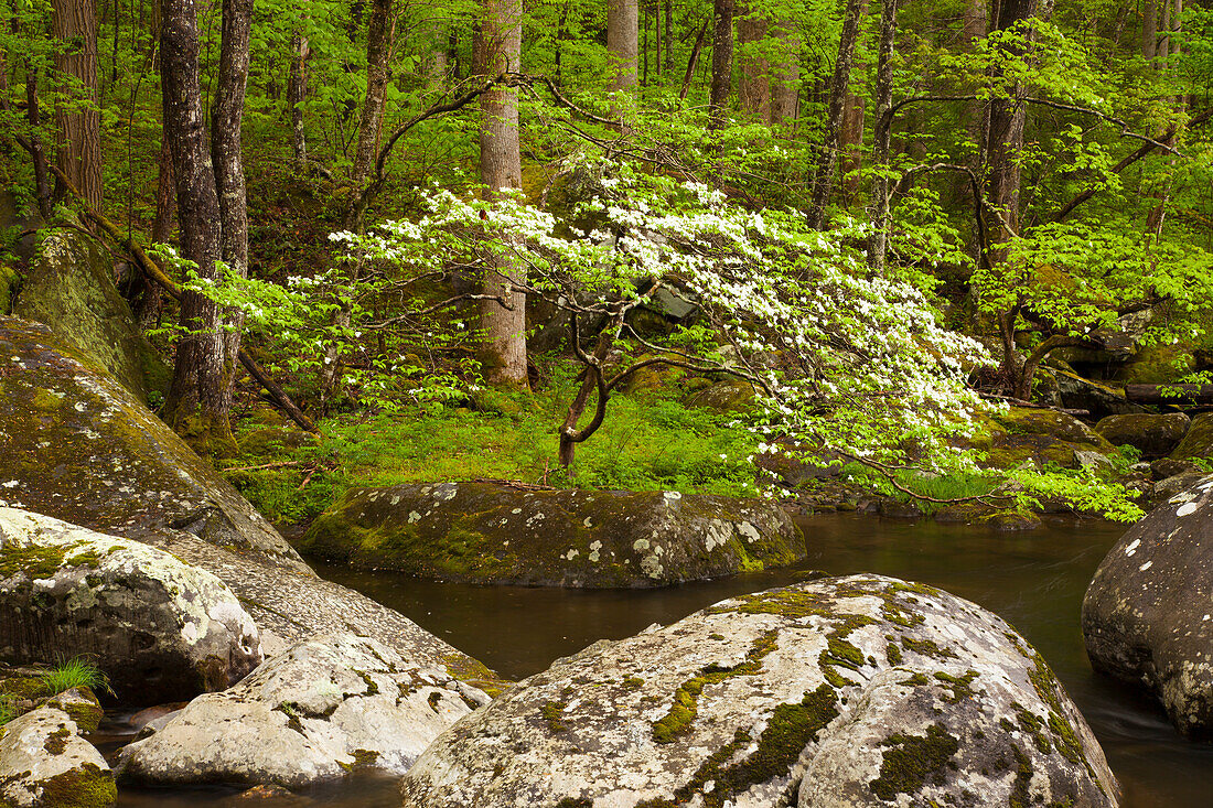 USA, Tennessee, Great Smoky Mountain National Park, Dogwood tree on the bank of the Little River at Tremont.