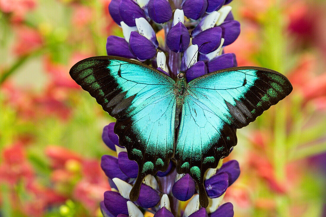 Asian tropical swallowtail butterfly, Papilio larquinianus on lupine, Bandon, Oregon