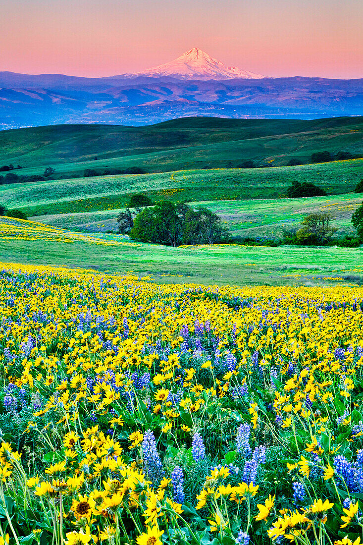 USA, Oregon, Columbia River Gorge landscape of field and Mt. Hood