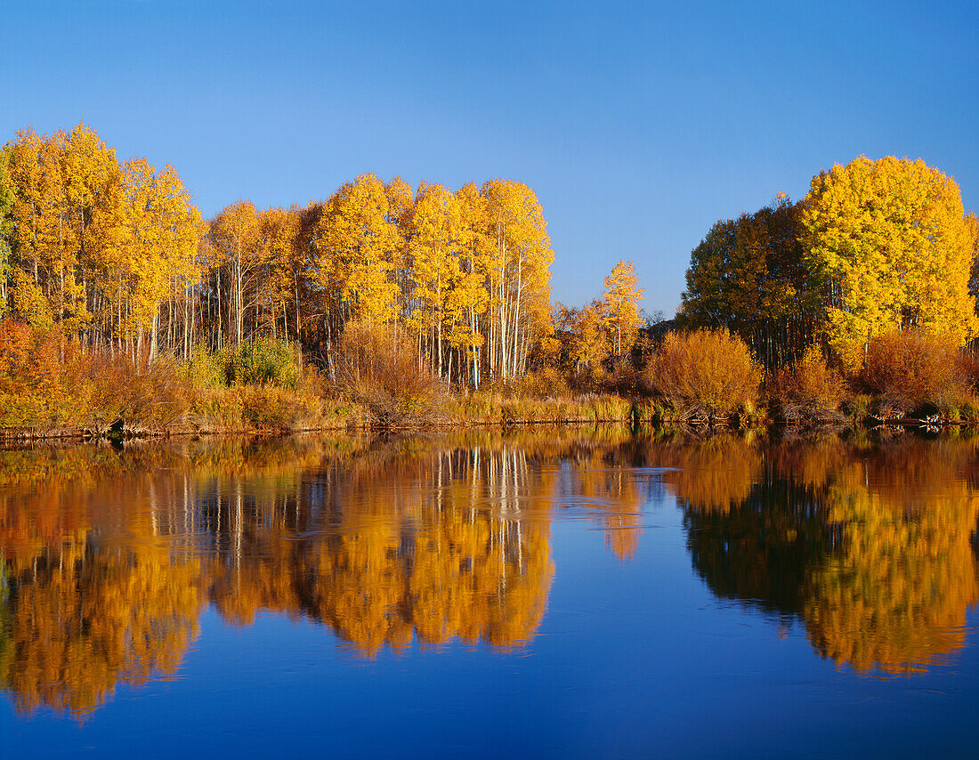 USA, Oregon, Deschutes National Forest, Autumn colored quaking aspen trees reflect in the Deschutes River.