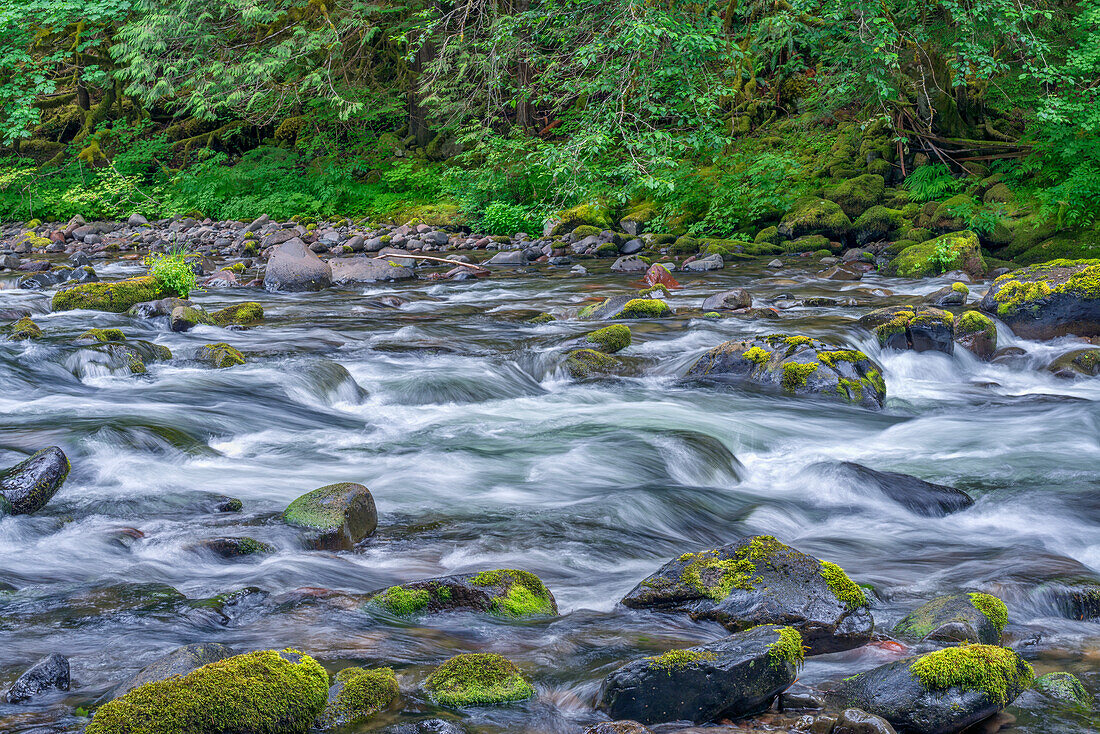 USA, Oregon, Mount Hood National Forest, Salmon-Huckleberry Wilderness, Lush spring forest borders the Salmon River, a federally designated Wild and Scenic River.