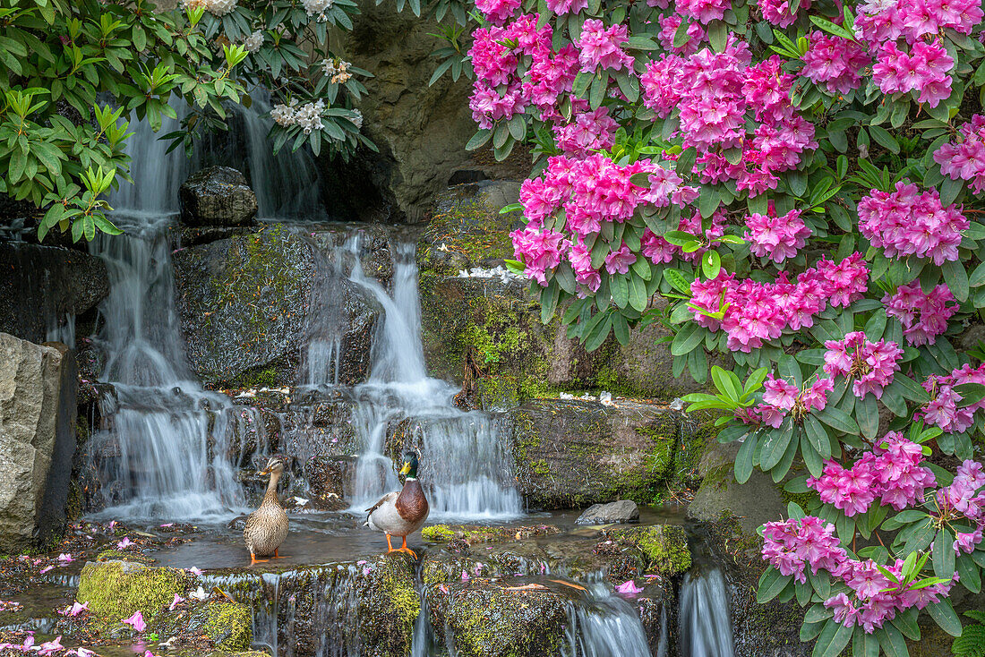 USA, Oregon, Portland, Crystal Springs Rhododendron Garden, Stockenten (männliches und weibliches Paar) auf Felsen neben einem Wasserfall und blühendem Rhododendron.