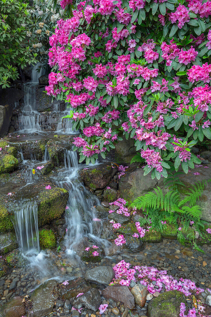 USA, Oregon, Portland, Crystal Springs Rhododendron Garden, Rhododendron blüht neben Wasserfall und Farnen.