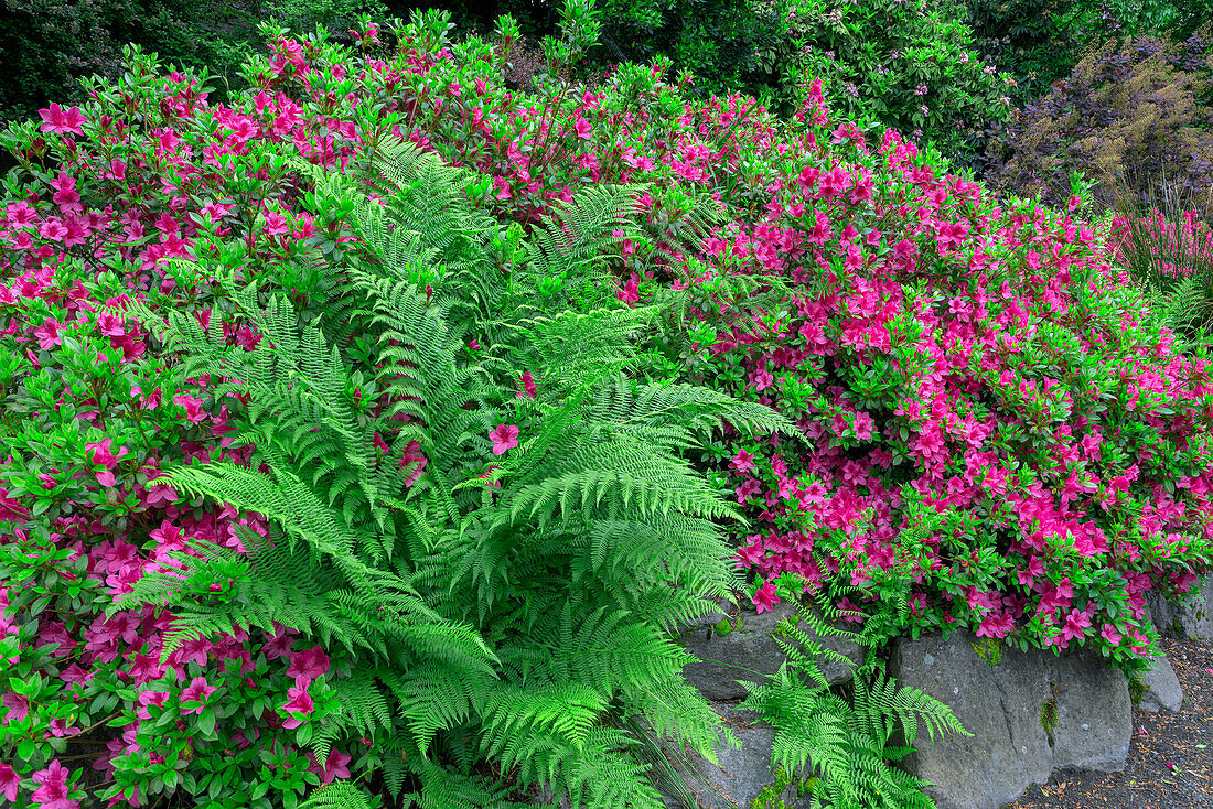 USA, Oregon, Portland, Crystal Springs Rhododendron Garden, Blühende Azalee und Rainfarn.