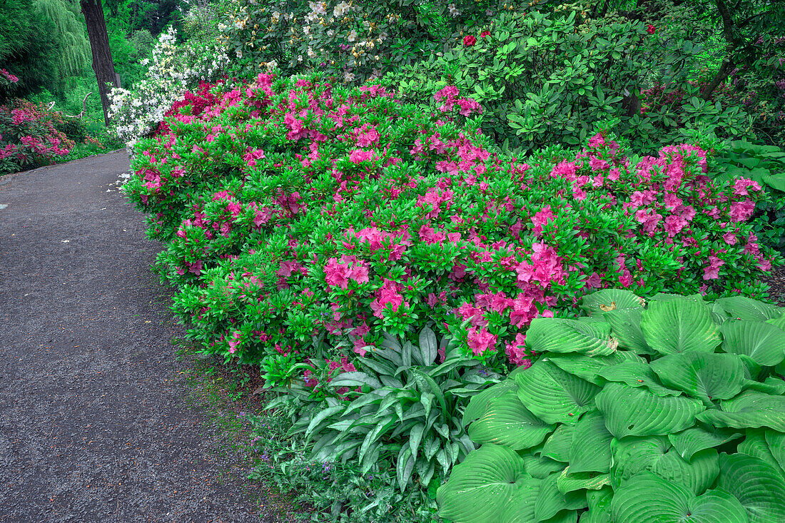 USA, Oregon, Portland, Crystal Springs Rhododendron Garden, Blühende Rhododendren und Azaleen entlang des Gartenweges.
