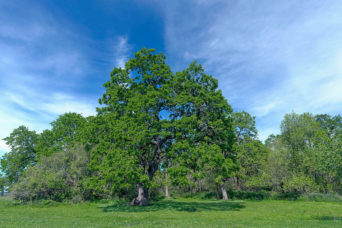 USA, Oregon, Sauvie Island Wildlife Area, Oregon white oak trees rise above meadow grass in spring at Oak Island.