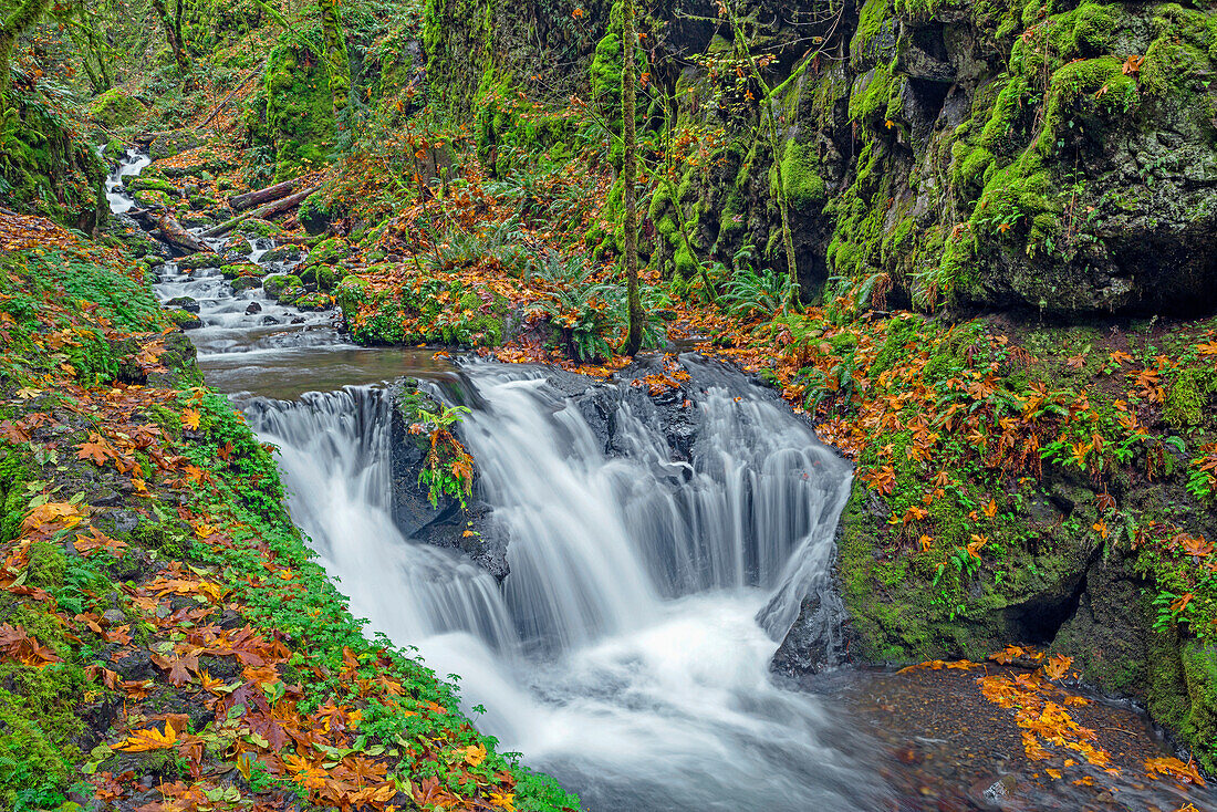 USA, Oregon. Columbia River Gorge National Scenic Area, Emerald Falls am Gorton Creek im Herbst mit gefallenen Blättern und üppiger Vegetation.