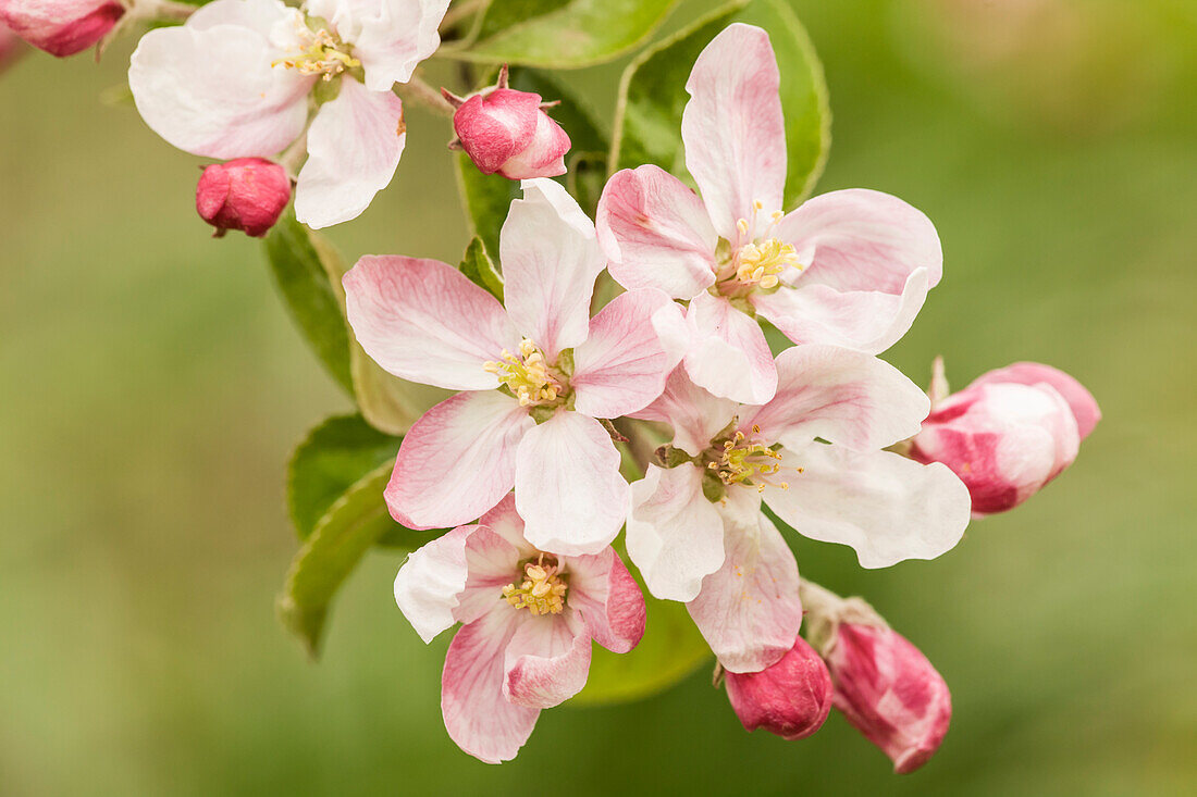 Hood River, Oregon, USA. Close-up of apple blossoms in the nearby Fruit Loop area.