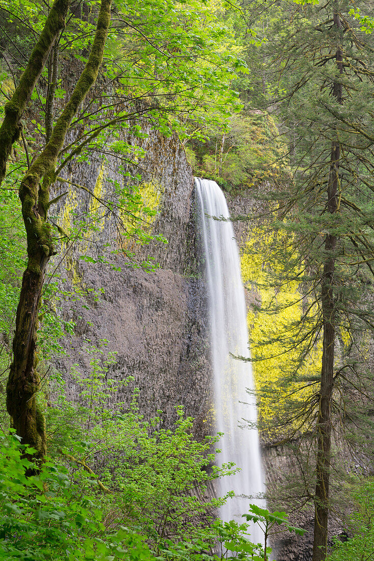 Oregon, Columbia River Gorge National Scenic Area, Latourell Falls