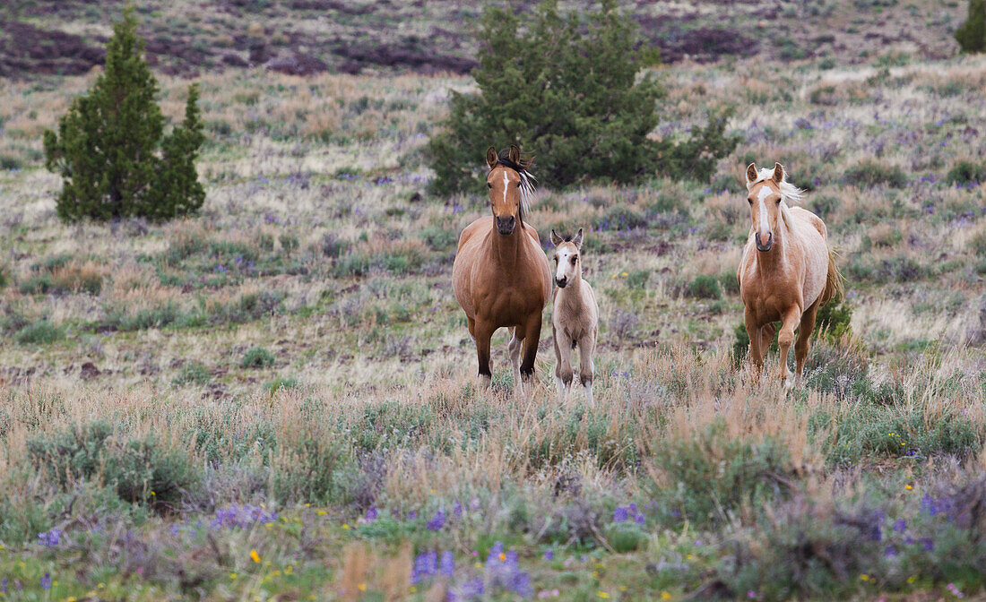 Wildpferde, wilde Mustangs