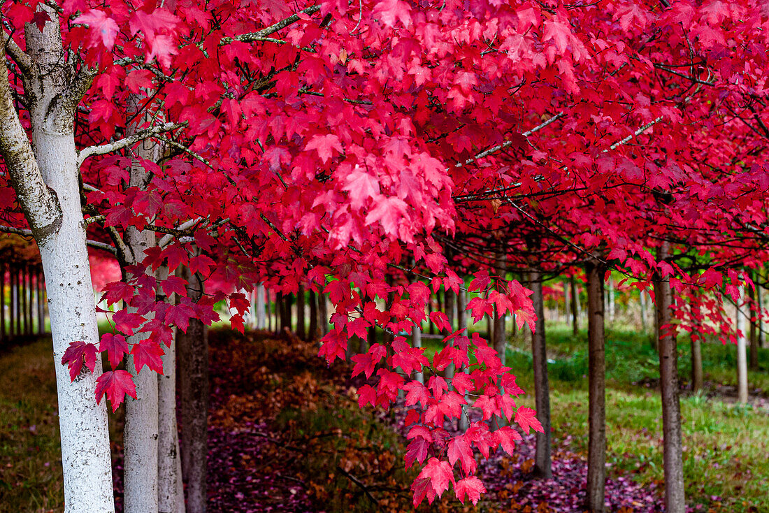 USA, Oregon, Forest Grove. A grove of trees in full autumn red.