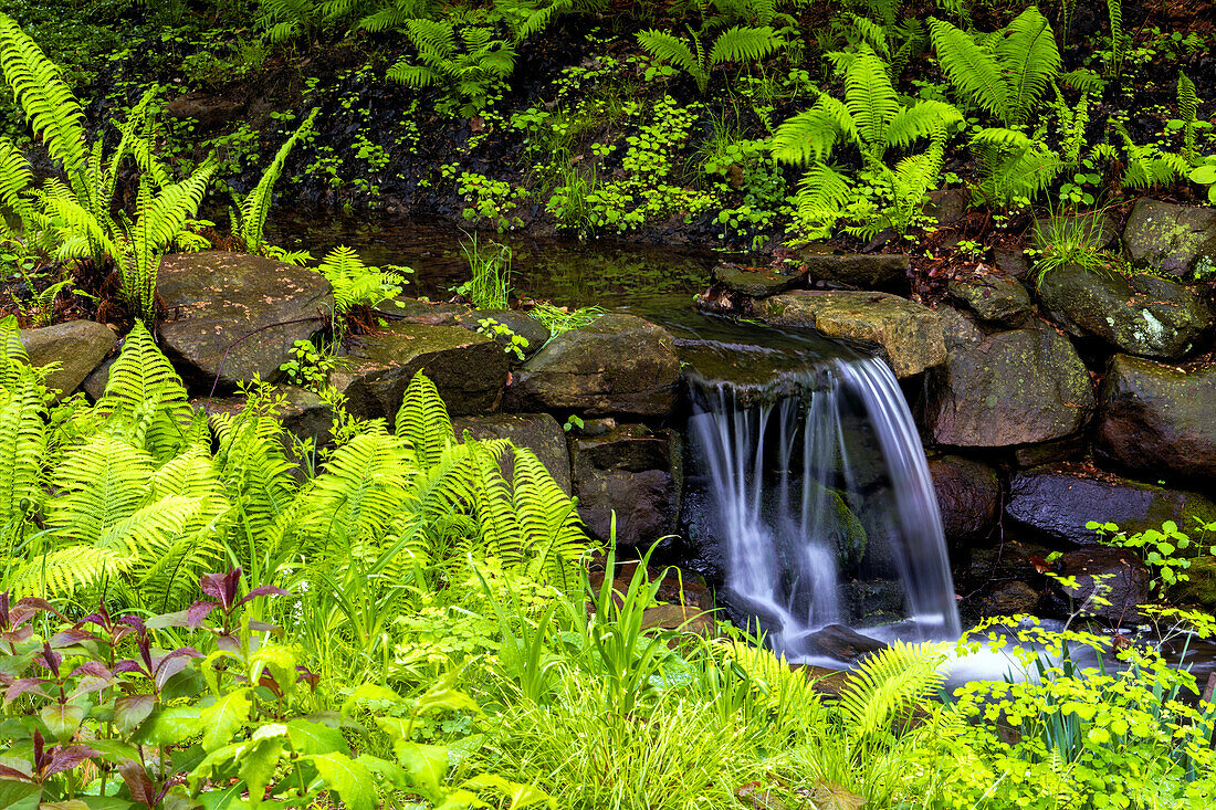 USA, Pennsylvania, Wayne, Chanticleer Garden. Creek waterfall in spring garden