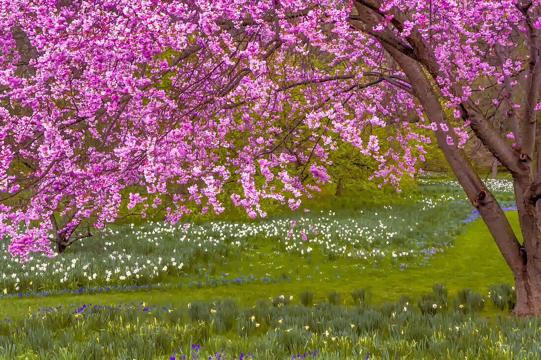 USA, Pennsylvania, Wayne, Chanticleer Garden. Cherry blossom tree in garden