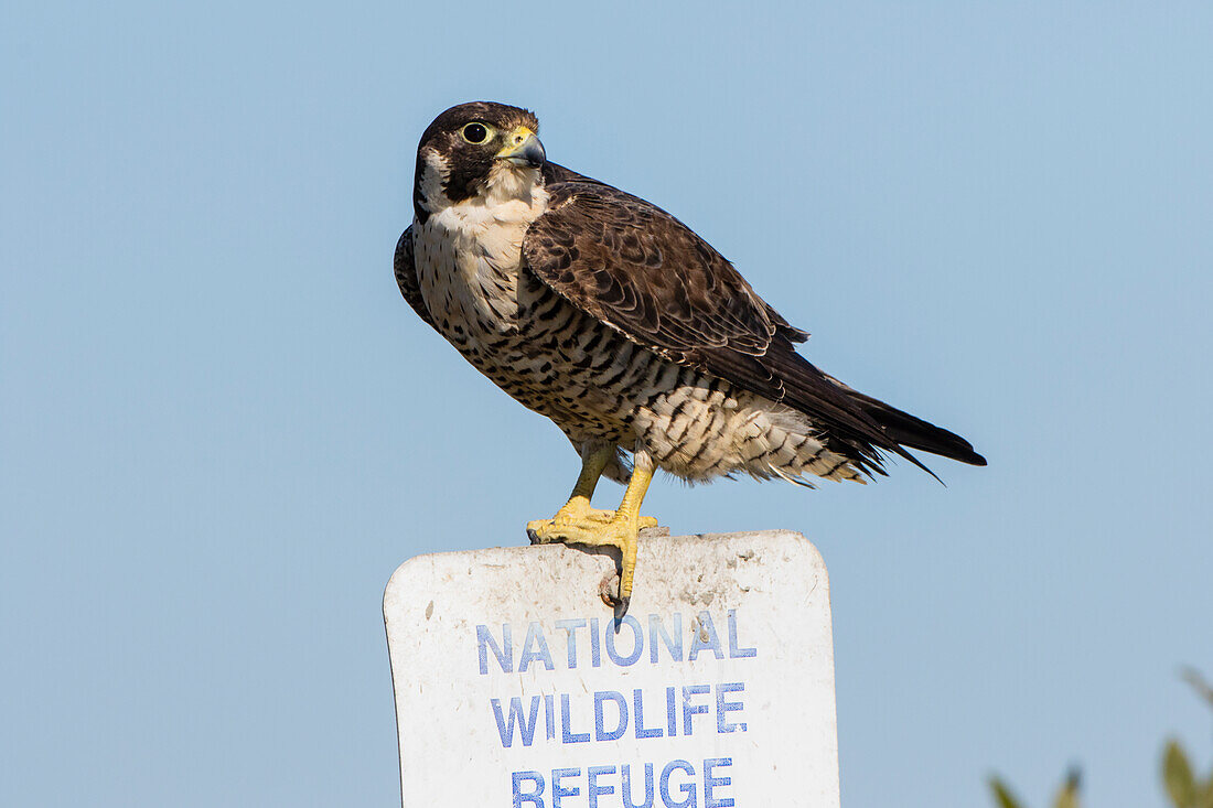 Wanderfalke (Falcon peregrinus) erwachsen auf einem Baum sitzend