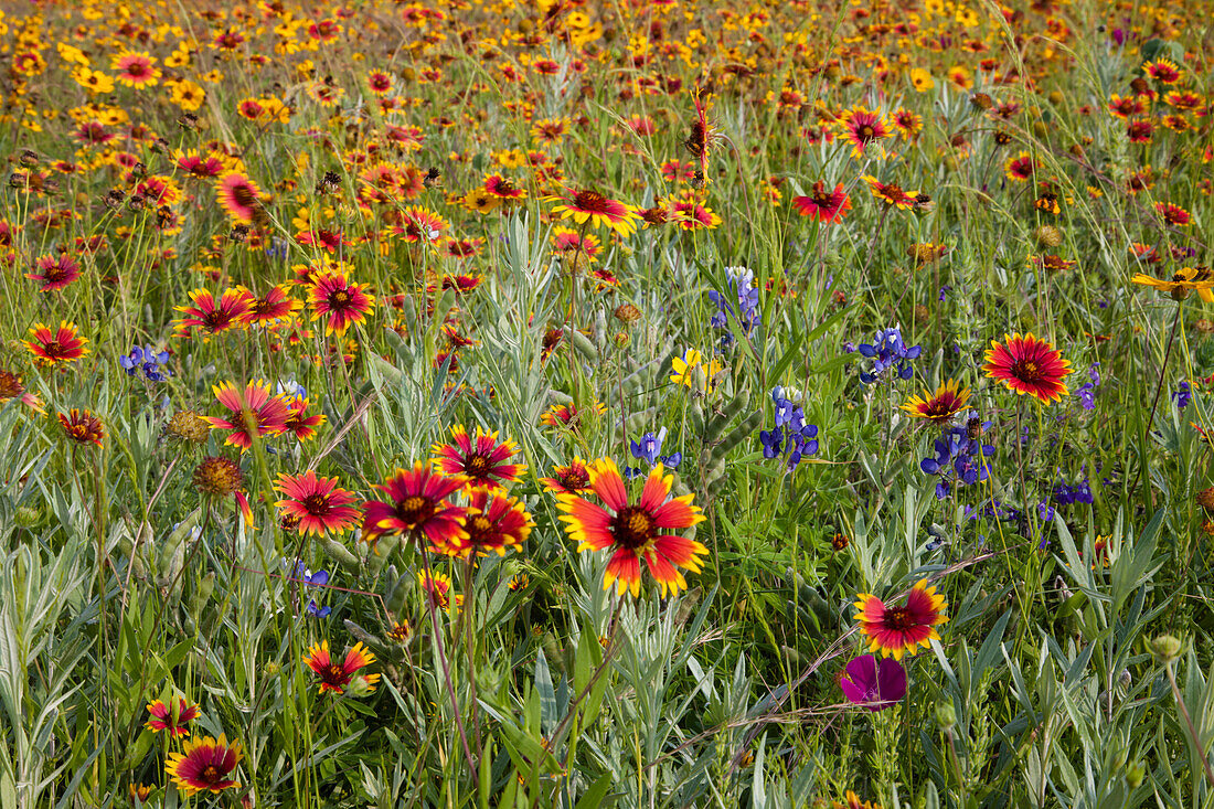 Bluebonnet und Feuerrad-Wildblumen in der Nähe von Uvalde, Texas