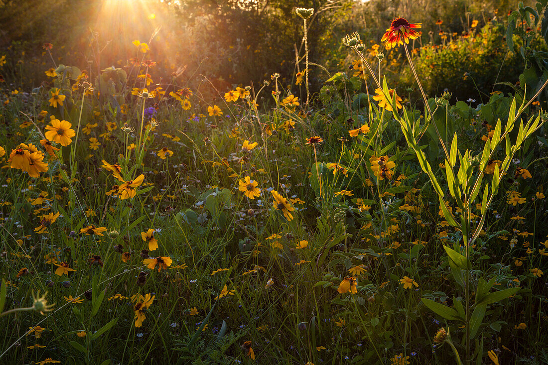 Wildblumen bei Sonnenuntergang