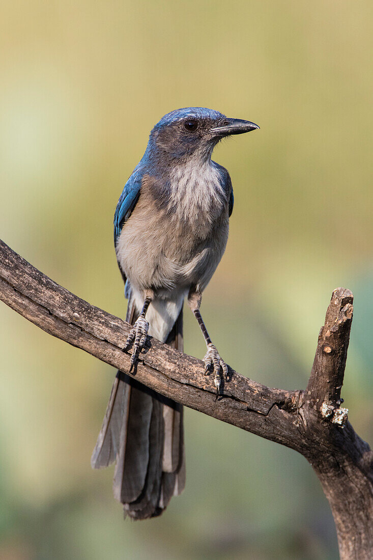 Woodlouse's Scrub Jay (Aphelocoma woodhouseii) perched